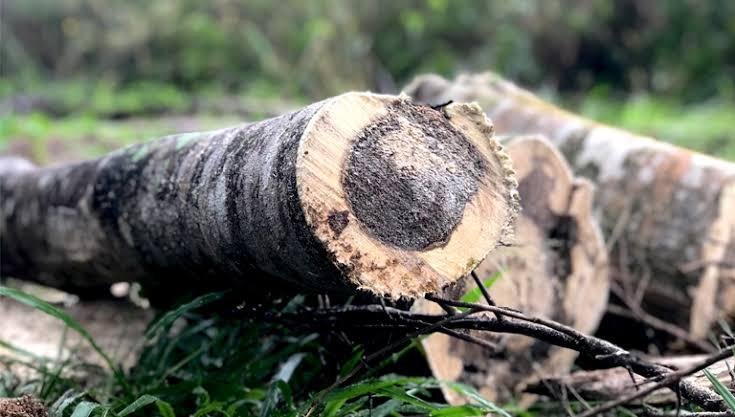 Agarwood