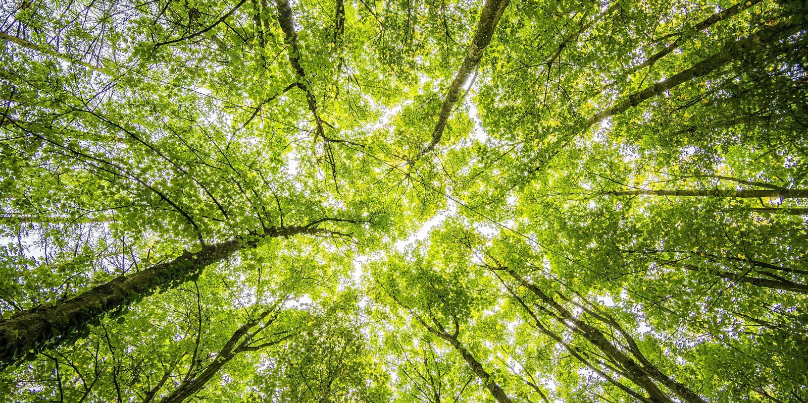 Agarwood Plantation
