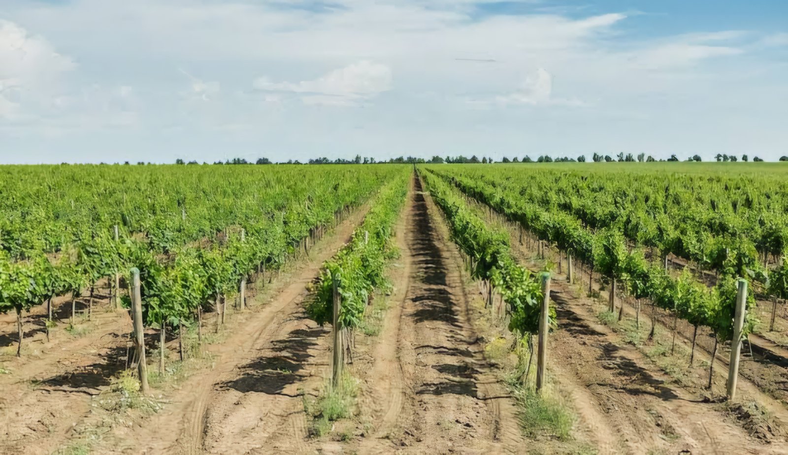 Plantation
