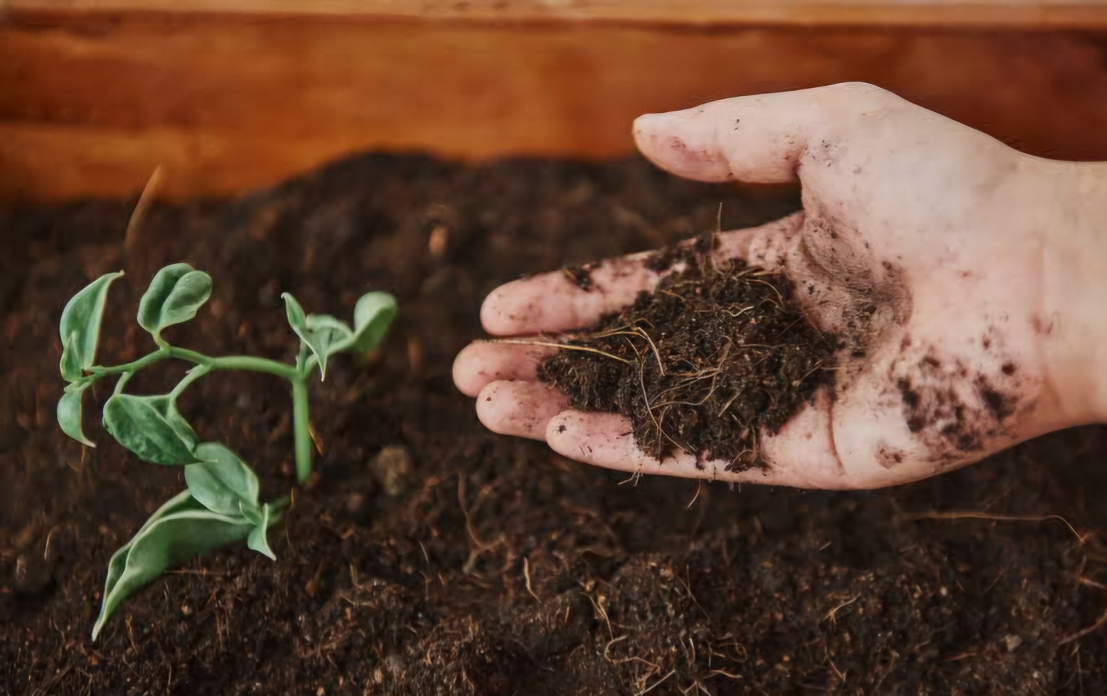 Organic Farming