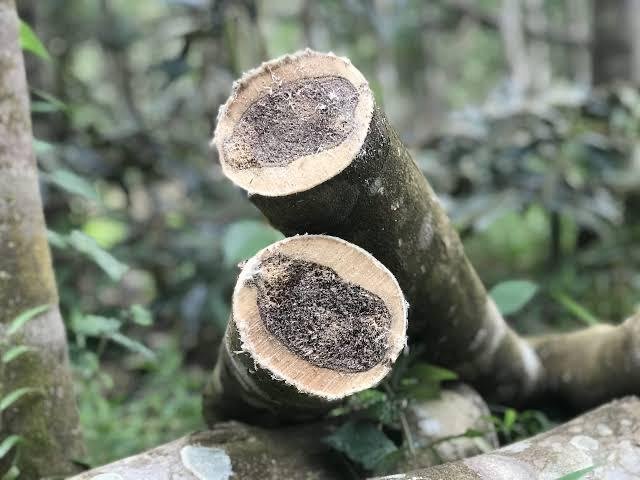 Agarwood
