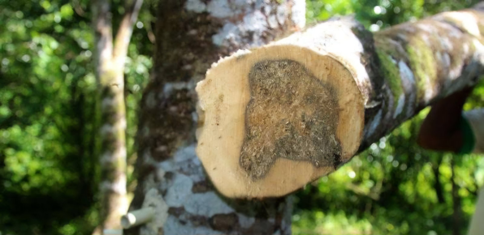 Agarwood