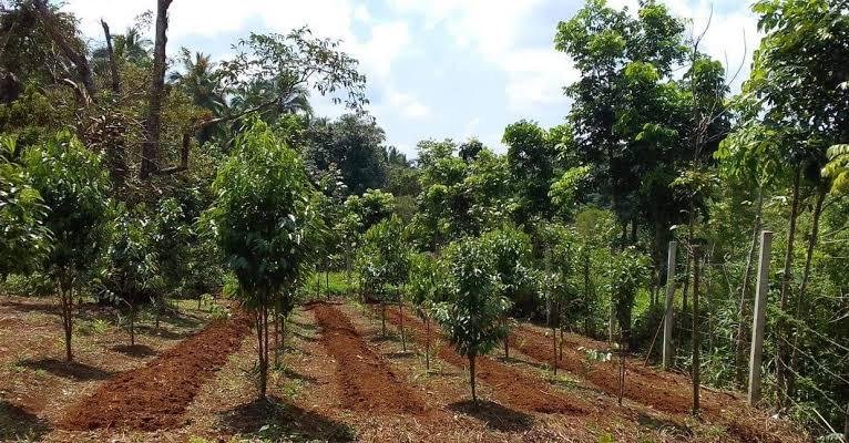 plantation